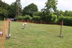 Familientag-Hunderennen