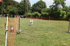 Familientag-Hunderennen