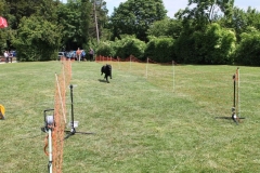 Familientag-Hunderennen
