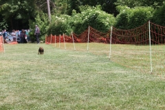 Familientag-Hunderennen