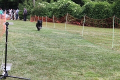 Familientag-Hunderennen