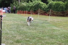 Familientag-Hunderennen