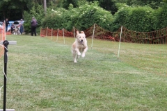 Familientag-Hunderennen