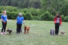 Familientag-Hunderennen