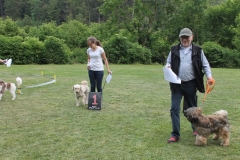 Familientag-Hunderennen