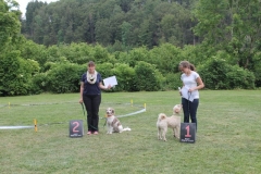 Familientag-Hunderennen