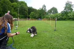 Hunderennen 2016