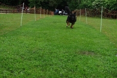 Hunderennen 2016