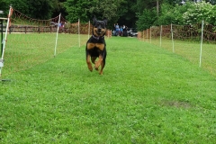 Hunderennen 2016