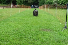 Hunderennen 2016