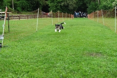 Hunderennen 2016