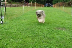 Hunderennen 2016