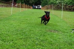 Hunderennen 2016