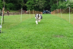 Hunderennen 2016