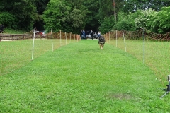 Hunderennen 2016