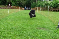 Hunderennen 2016