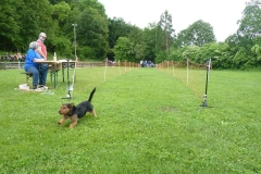 Hunderennen 2016