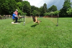 Hunderennen 2016