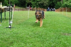 Hunderennen 2016