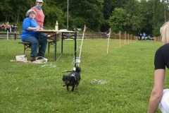 Hunderennen 2016
