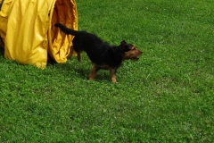 Tag des Hundes 2016