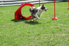 Dog Dance