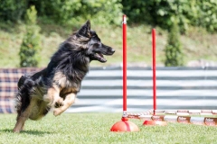 Dog Dance