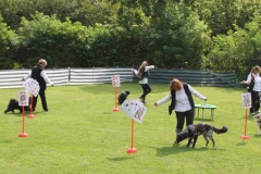 Dog Dance