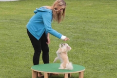 Dog Dance